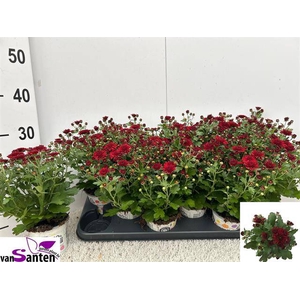 CHRYS GARDEN RED
