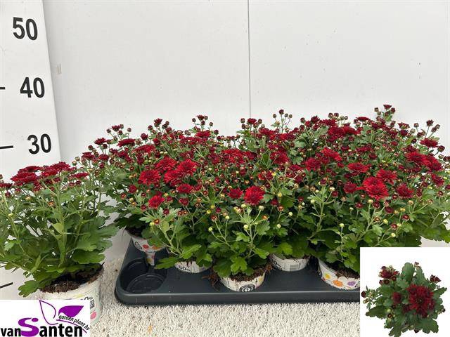 <h4>CHRYS GARDEN RED</h4>