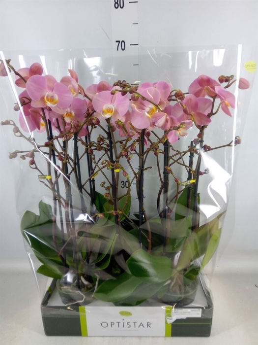 <h4>Phalaenopsis  'Ant Padova'</h4>