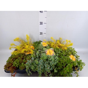 Sedum   ...mix
