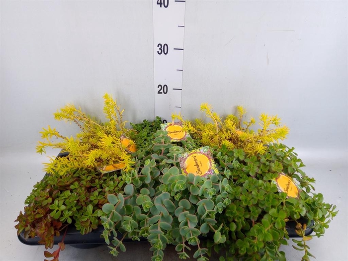 <h4>Sedum   ...mix</h4>