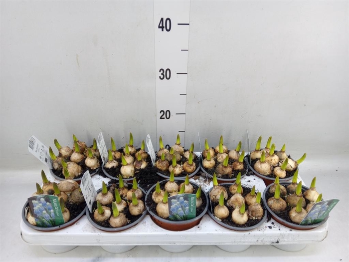 <h4>Muscari  'Esther'</h4>