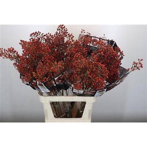 Rozenbottel Autumn Rosefruits