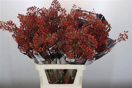 <h4>Rozenbottel Autumn Rosefruits</h4>