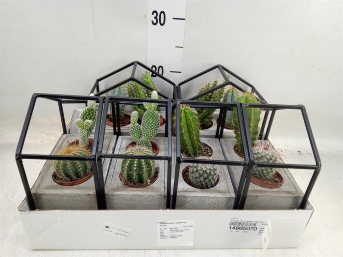 <h4>Cactus   ...</h4>