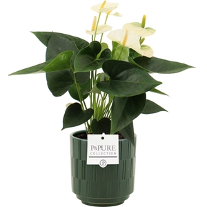 Anthurium 12 cm Cocos in Pure Tess ceramics