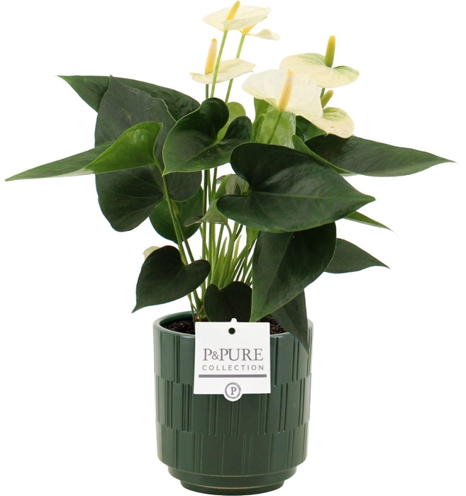 <h4>Anthurium Cocos in Pure Tess ceramics</h4>