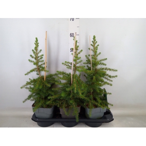 Conifers   ...