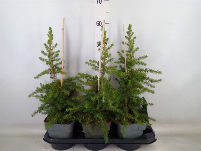 <h4>Conifers   ...</h4>
