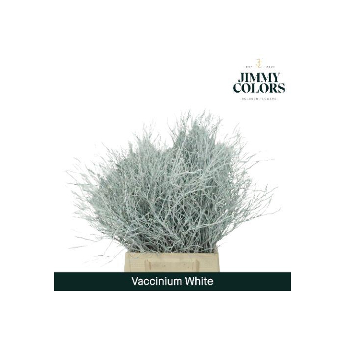 <h4>Vaccinium L50 Klbh. Wit</h4>
