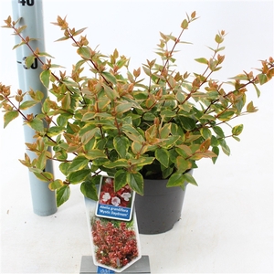 Abelia grandiflora 'Mystic Daydream' P17 (2ltr)