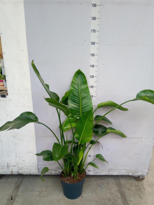 <h4>Strelitzia nicolai</h4>