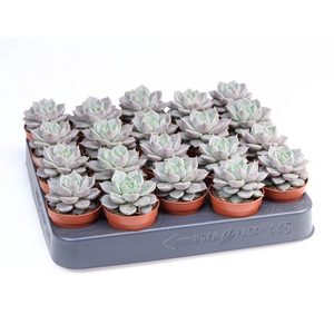 Echeveria   ...