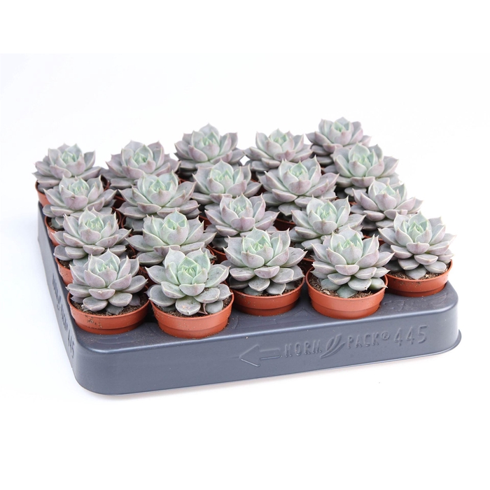 <h4>Echeveria   ...</h4>