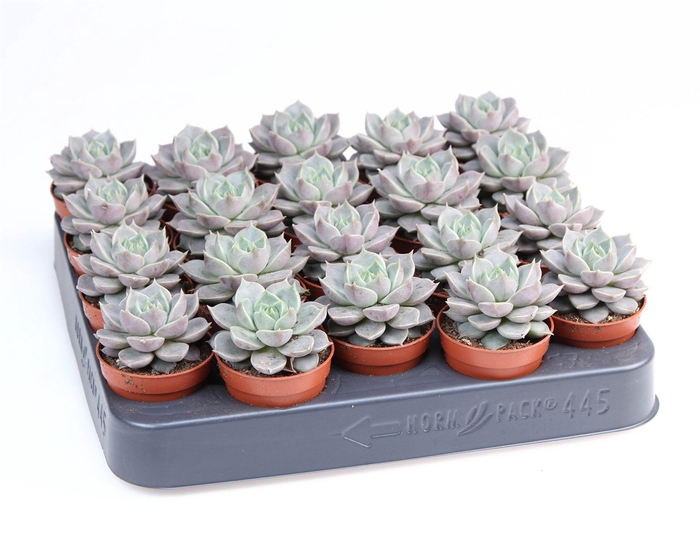 <h4>Echeveria   ...</h4>