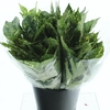 Aucuba Japonica Bs