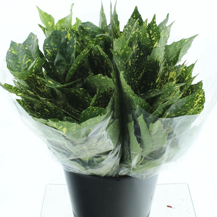 <h4>Aucuba Japonica Bs</h4>