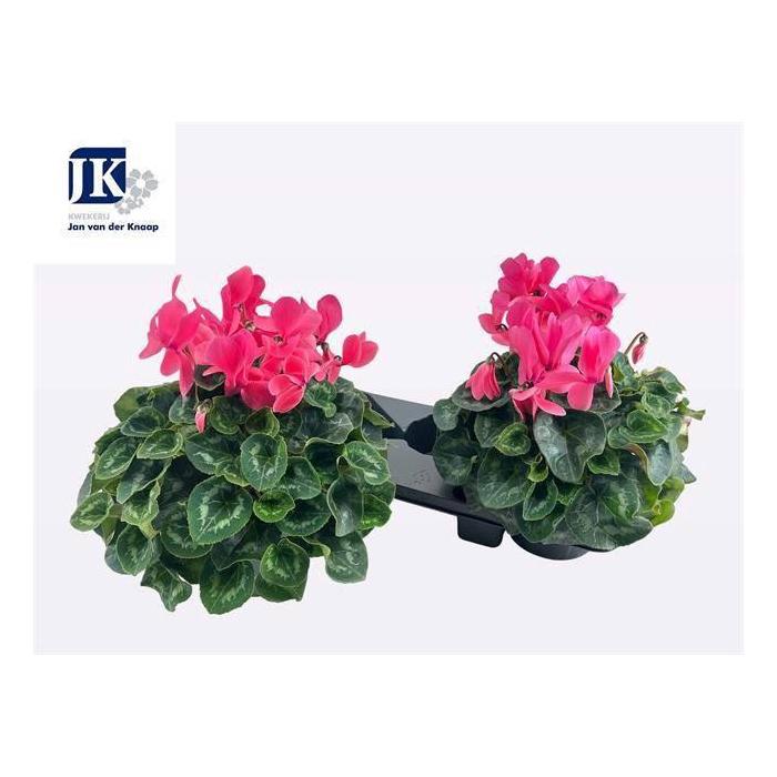 <h4>CYCL GR SUP MAMMOTH</h4>