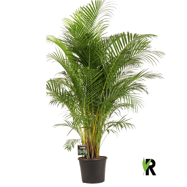 <h4>Dypsis lutescens</h4>