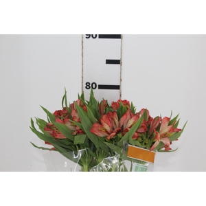 ALSTROEMERIA DIAMANTINA 080 CM