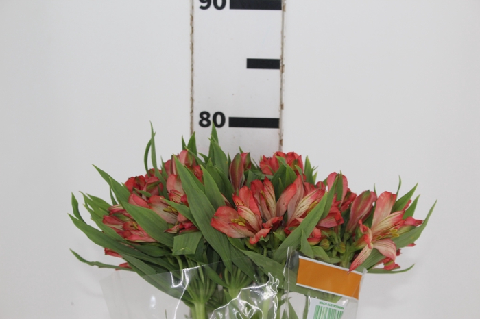 <h4>ALSTROEMERIA DIAMANTINA 080 CM</h4>