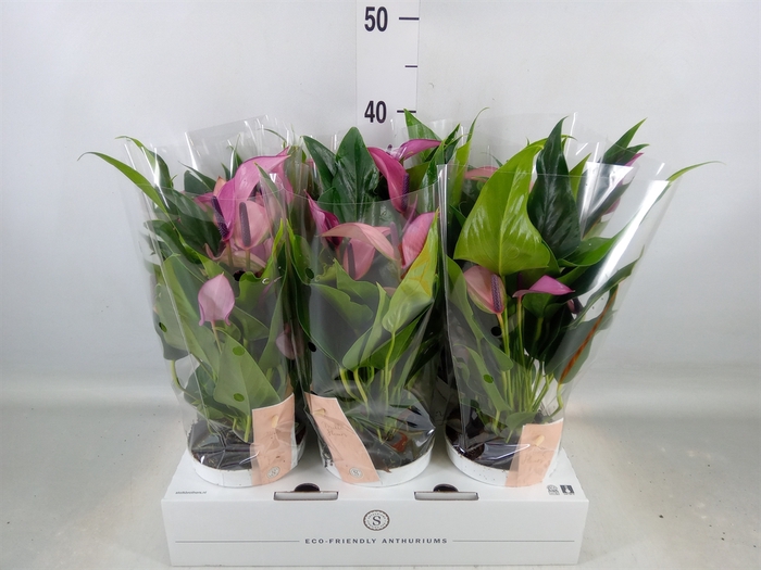 <h4>Anthurium  'Zizou'</h4>