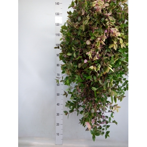 Tradescantia flum. 'Quadricolor'