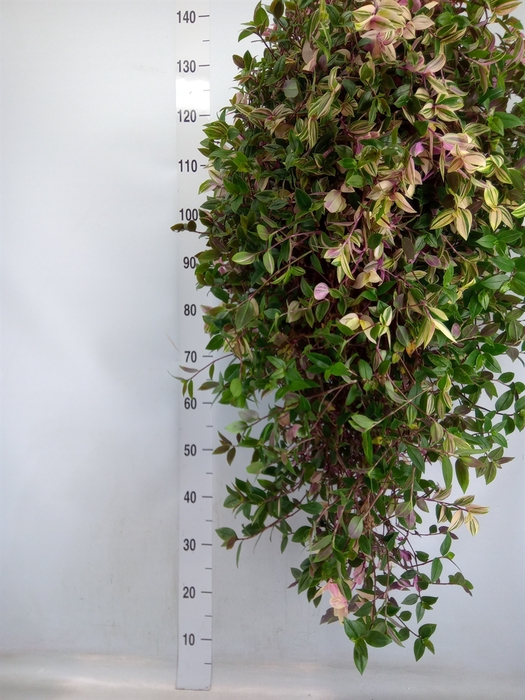<h4>Tradescantia flum. 'Quadricolor'</h4>