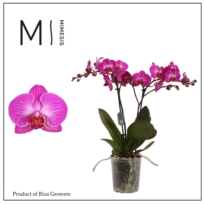 <h4>Phalaenopsis Nelson 2 spike - 12cm | Mimesis</h4>