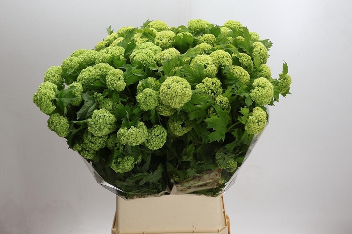 <h4>Viburnum Roseum</h4>