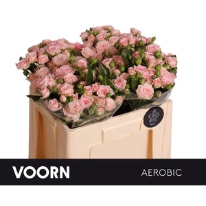 Rozen R Tr Aerobic