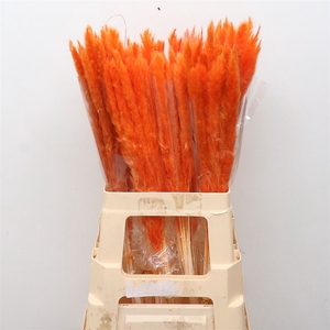 Dried Pampas Fluffy Oranje