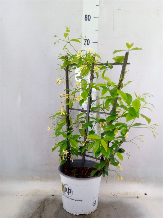 <h4>Trachelospermum jasm. 'Star Toscan'</h4>