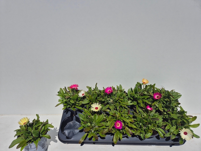 <h4>DOROTHEANTHUS</h4>