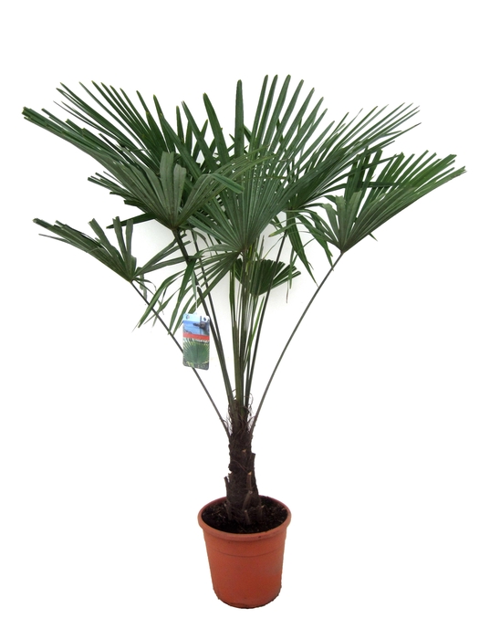 <h4>Trachycarpus fortunei</h4>