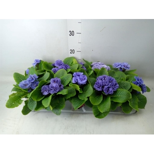 Primula ac. 'Sirococco Blue'