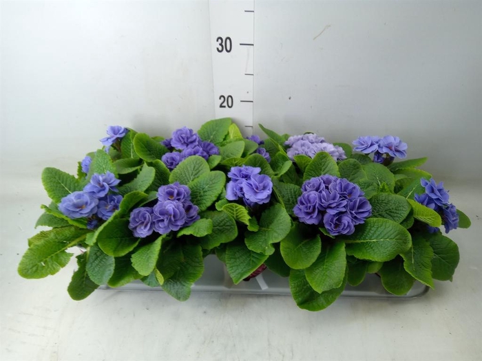 <h4>Primula ac. 'Sirococco Blue'</h4>