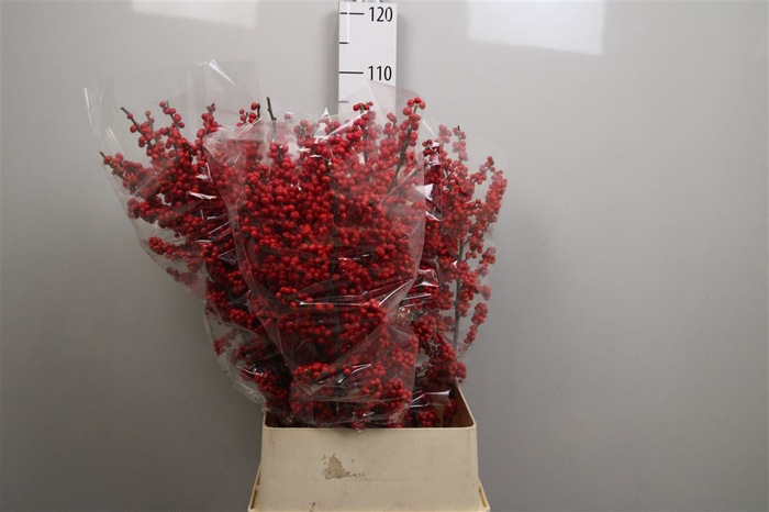 <h4>Ilex Ve Rode Bes</h4>