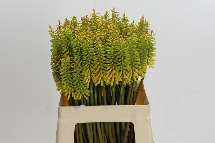 <h4>Kniphofia Sunningdale Yellow</h4>