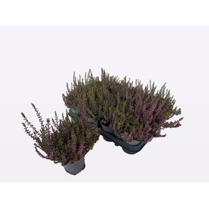 CALLU WIBOS ROT