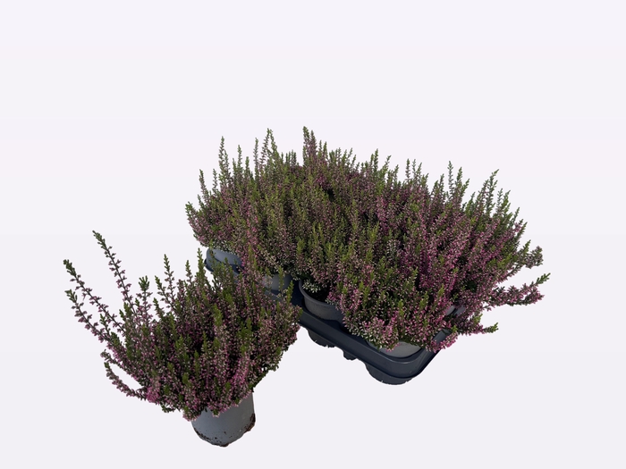 <h4>CALLU WIBOS ROT</h4>