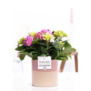 Hydrangea pink in P&PURE Tess 2 ceramics pink