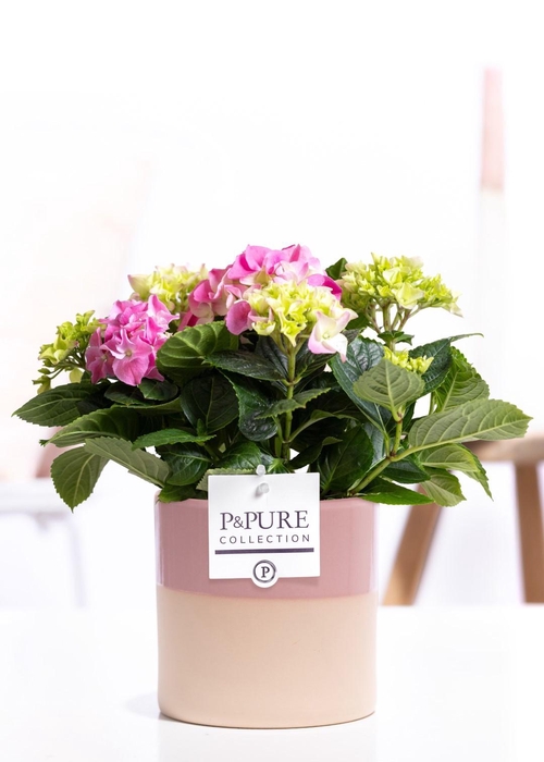 <h4>Hydrangea pink in P&PURE Tess 2 ceramics pink</h4>