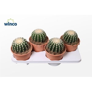 Echinocactus Brevispina