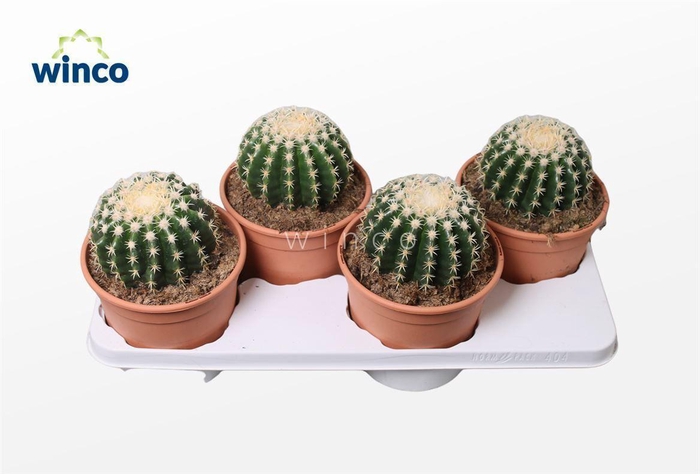 <h4>Echinocactus Brevispina</h4>
