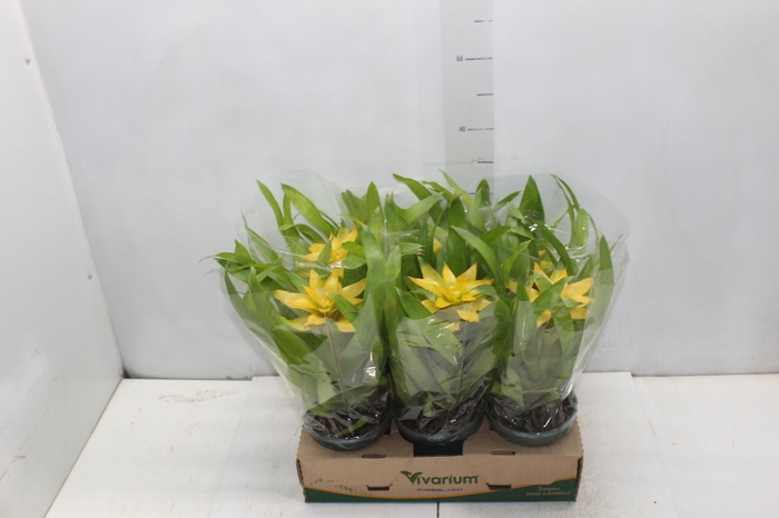 <h4>GUZM. AMARELA P12</h4>