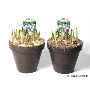 FRITILLARIA MELEAGRIS