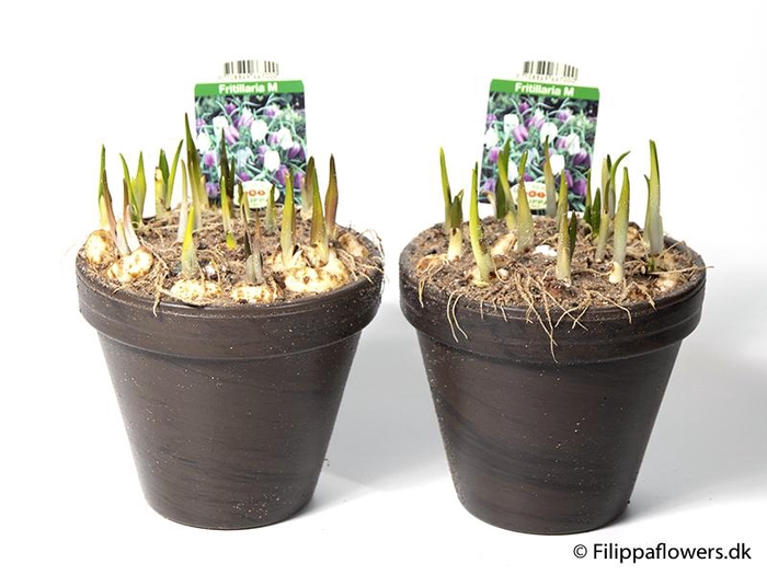 <h4>FRITILLARIA MELEAGRIS</h4>