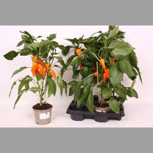 PAPRIKA PLANTEN
