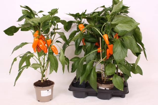 <h4>PAPRIKA PLANTEN</h4>